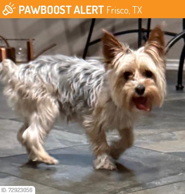Found/Stray Male Dog last seen Chattanooga & Wilmington, Frisco, TX 75035