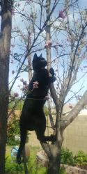 Lost Male Cat last seen 67th ave and Sierra st, Maricopa County, AZ 85304