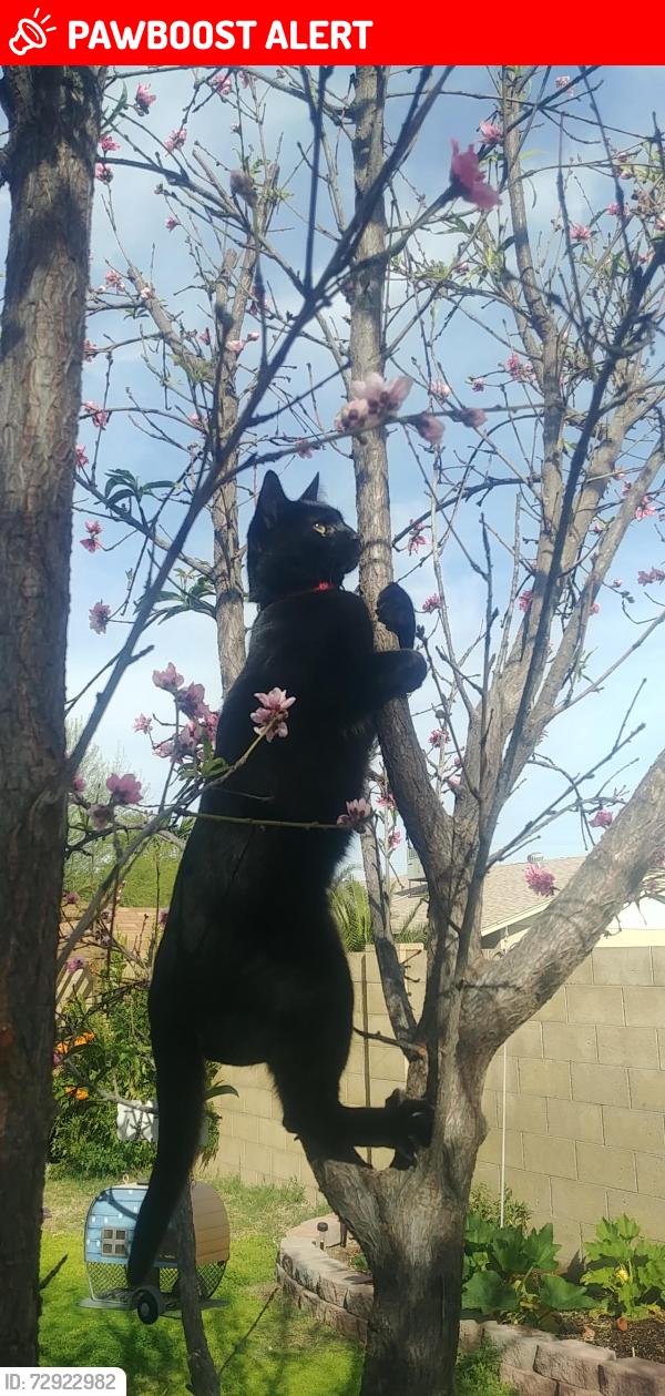 Lost Male Cat last seen 67th ave and Sierra st, Maricopa County, AZ 85304