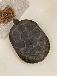 Found/Stray Unknown Reptile last seen 24th St, Rio Linda, CA 95673