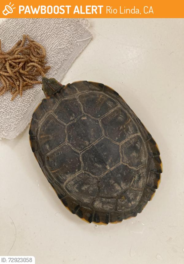 Found/Stray Unknown Reptile last seen 24th St, Rio Linda, CA 95673