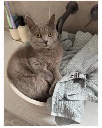 Lost Female Cat last seen Tangelo street , Mickleham, VIC 3064