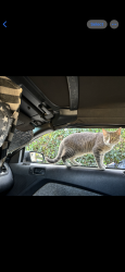 Lost Female Cat last seen BEVERLY BLVD. & VIA ALTAMIRA, Montebello, CA 90640