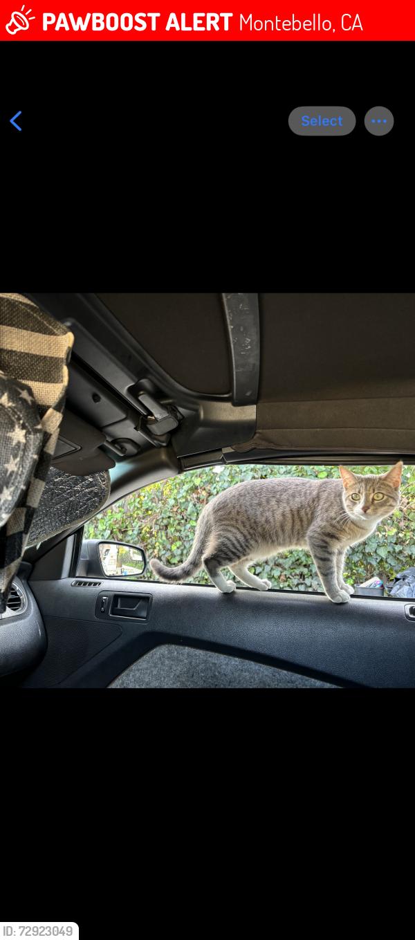 Lost Female Cat last seen BEVERLY BLVD. & VIA ALTAMIRA, Montebello, CA 90640
