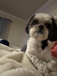 Reunited Male Dog last seen Stonehedge , Birmingham, AL 35235