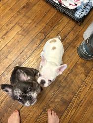 Lost Female Dog last seen In fenced in backyard near MLK and Barnes, Lansing, MI 48910