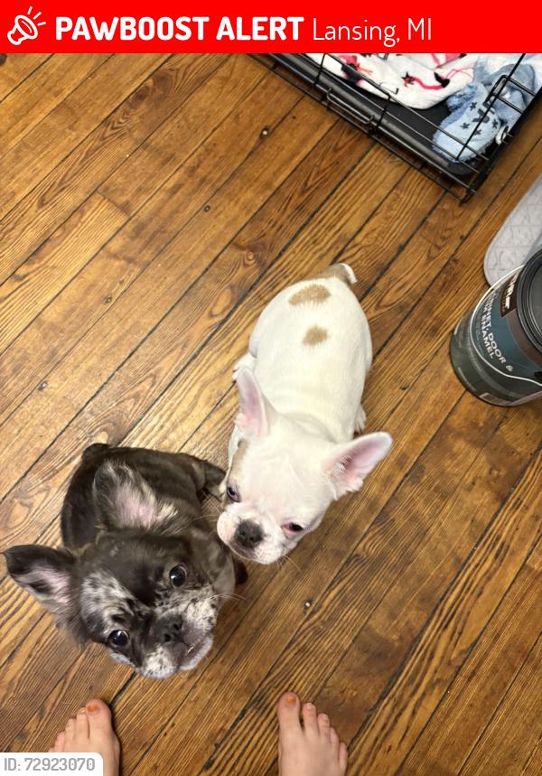 Lost Female Dog last seen In fenced in backyard near MLK and Barnes, Lansing, MI 48910