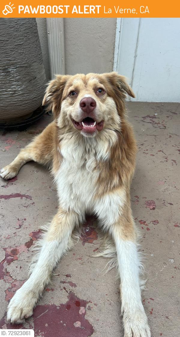 Found/Stray Male Dog last seen Kuhns Park Area, La Verne, CA 91750
