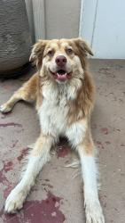 Found/Stray Male Dog last seen Kuhns Park Area, La Verne, CA 91750