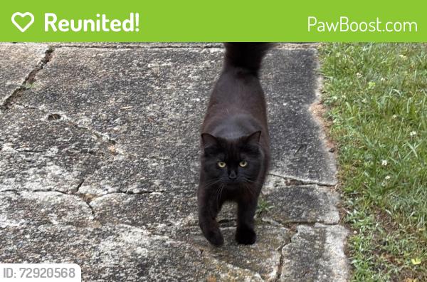 Reunited Unknown Cat last seen Ardmion Park, Asheville, NC 28801