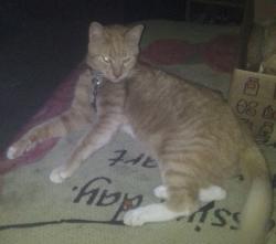 Reunited Female Cat last seen Montandon Mobile Home Park , Montandon, PA 17850