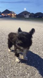 Found/Stray Male Dog last seen Near the gas station on 49 and 25 th, Gulfport, MS 39501