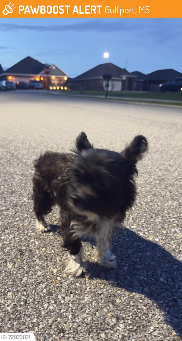 Found/Stray Male Dog last seen Near the gas station on 49 and 25 th, Gulfport, MS 39501