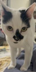 Lost Female Cat last seen Orange park blvd and meads in orange, Orange, CA 92869