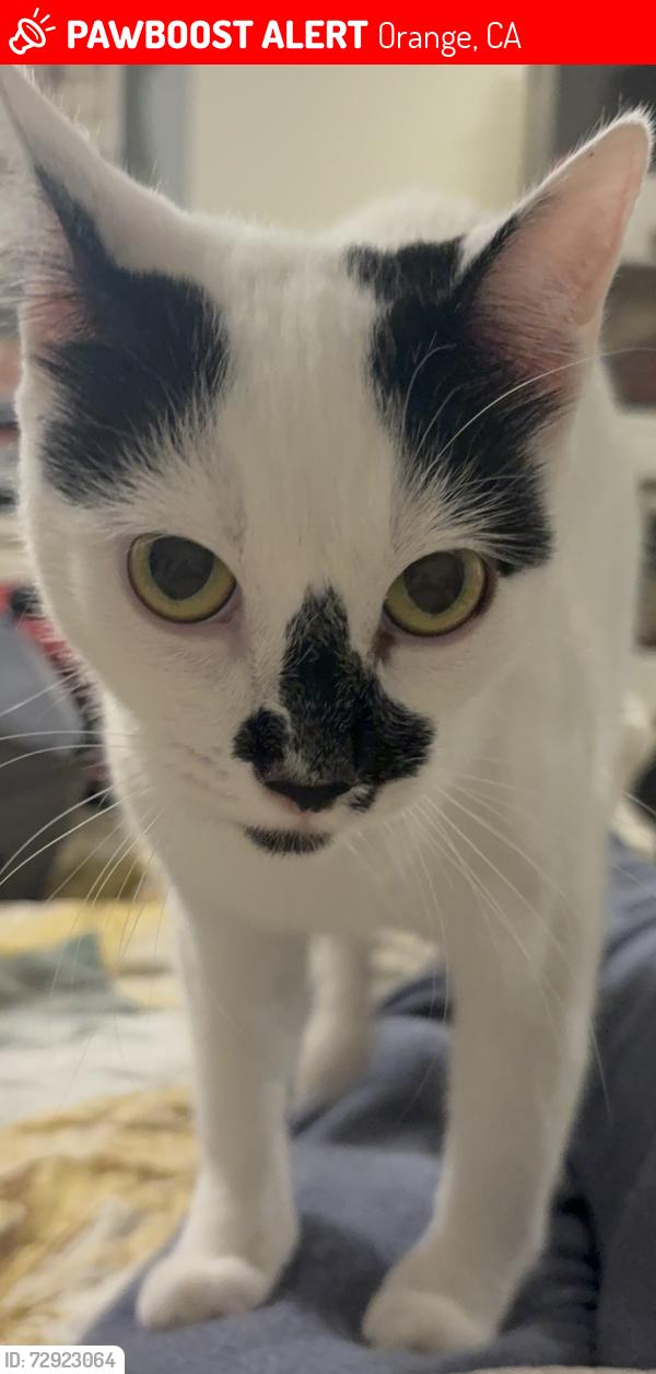 Lost Female Cat last seen Orange park blvd and meads in orange, Orange, CA 92869