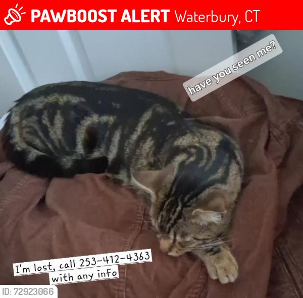 Lost Male Cat last seen Hill Street, Fleet, Waterbury, CT 06704