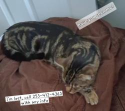 Lost Male Cat last seen Hill Street, Fleet, Waterbury, CT 06704