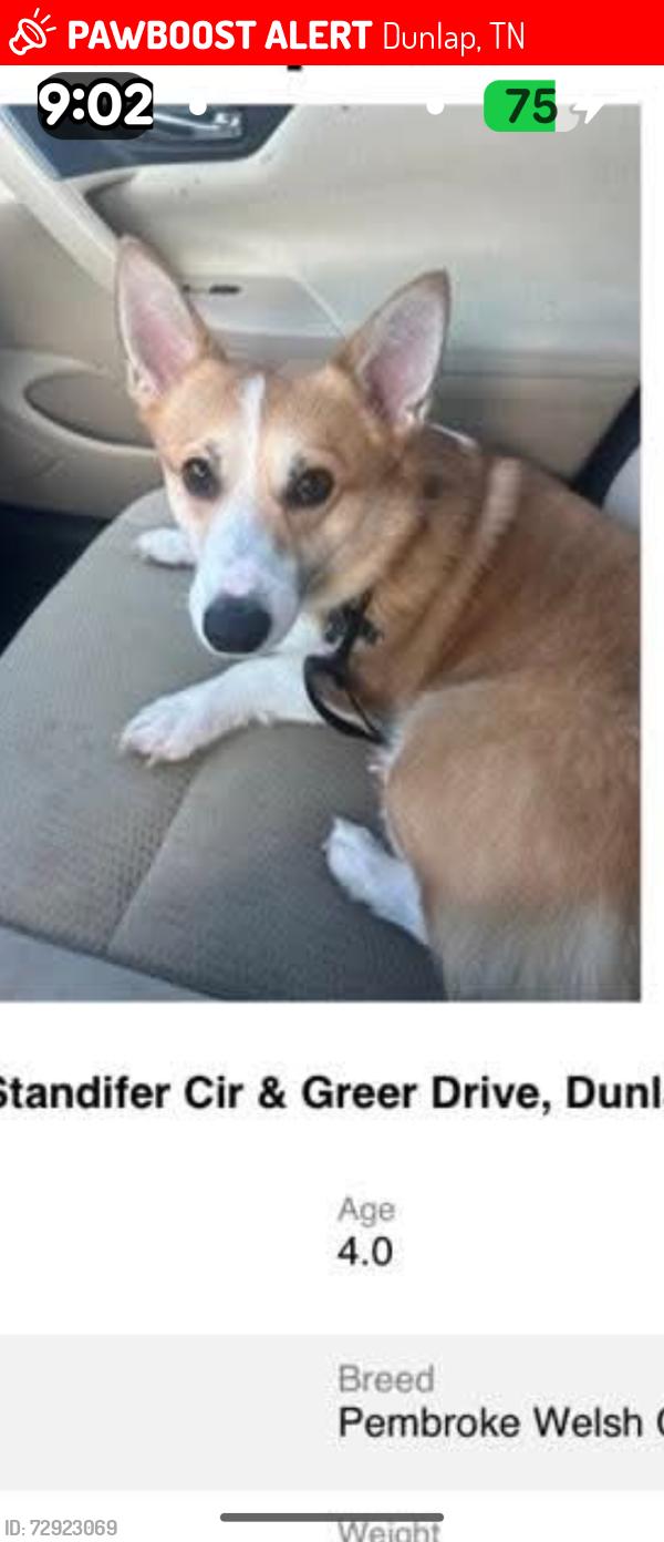 Lost Male Dog last seen Standifer circle, Dunlap, TN 37327