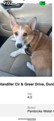 Lost Male Dog last seen Standifer circle, Dunlap, TN 37327