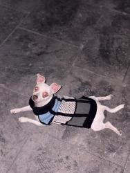 Reunited Male Dog last seen 110th St Alton tx 78573, Alton, TX 78573