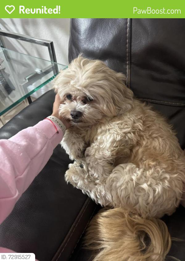 Reunited Male Dog last seen Caribe Lakes, Miami, FL 33185