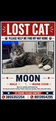 Lost Male Cat last seen N June Street (running north-south) and N August Drive (running north-south)., Saratoga Springs, UT 84043