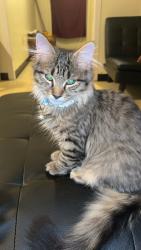 Lost Male Cat last seen Knox and Birch Intersection. Downtown Lewiston. I love on Knox and he snuck out my window., Lewiston, ME 04240