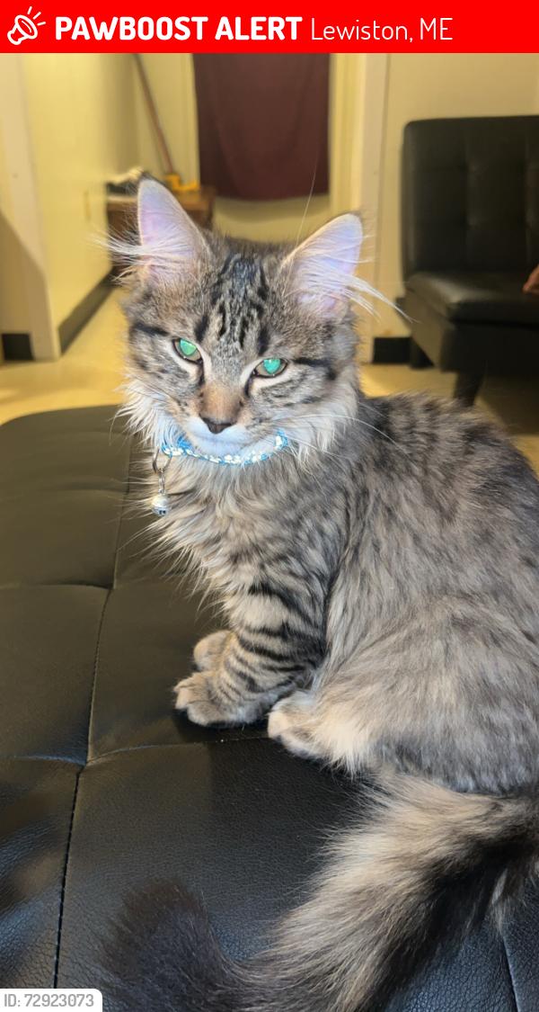 Lost Male Cat last seen Knox and Birch Intersection. Downtown Lewiston. I love on Knox and he snuck out my window., Lewiston, ME 04240