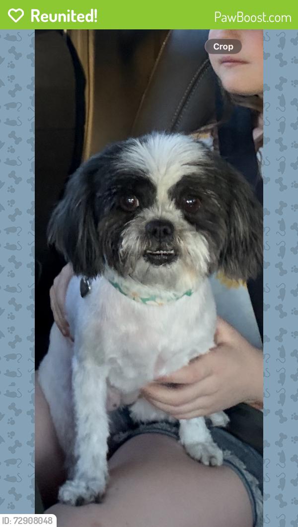 Reunited Female Dog last seen McKinley and Fresno , Fresno, CA 93703