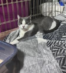 Found/Stray Female Cat last seen Pine Street. , Hastings, MN 55033