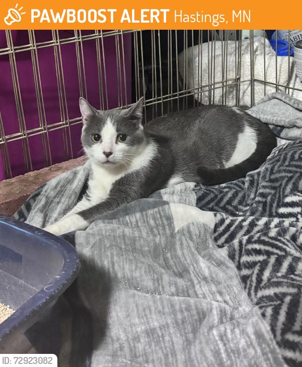 Found/Stray Female Cat last seen Pine Street. , Hastings, MN 55033