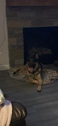Found/Stray Male Dog last seen Off Hwy 210 spring lake near Ray rd intersection , Sandclay Dr, NC 28390