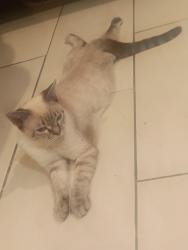 Lost Male Cat last seen Decatur and park pl, Denver, CO 80219
