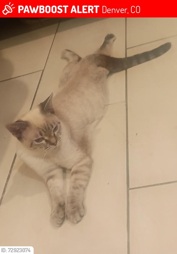 Lost Male Cat last seen Decatur and park pl, Denver, CO 80219