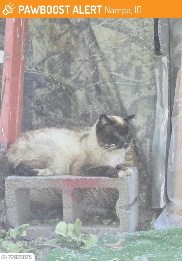 Found/Stray Unknown Cat last seen Near amity and elder st, Nampa, ID 83686