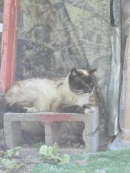 Found/Stray Unknown Cat last seen Near amity and elder st, Nampa, ID 83686