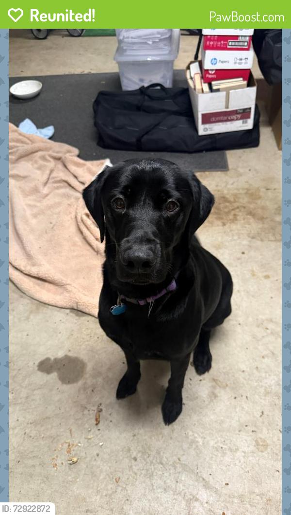 Reunited Male Dog last seen Bridlewood Blvd and Mustang Trail , Flower Mound, TX 75028
