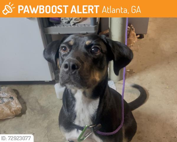 Found/Stray Female Dog last seen I-75 Northbound around Lakewood Exit, Atlanta, GA 30315