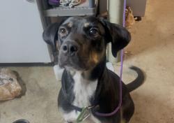 Found/Stray Female Dog last seen I-75 Northbound around Lakewood Exit, Atlanta, GA 30315