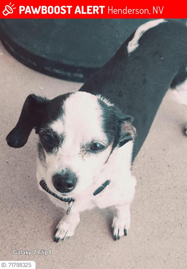 Lost Female Dog last seen Lake mountain ests , Henderson, NV 89014
