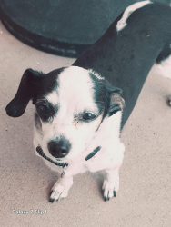 Lost Female Dog last seen Lake mountain ests , Henderson, NV 89014