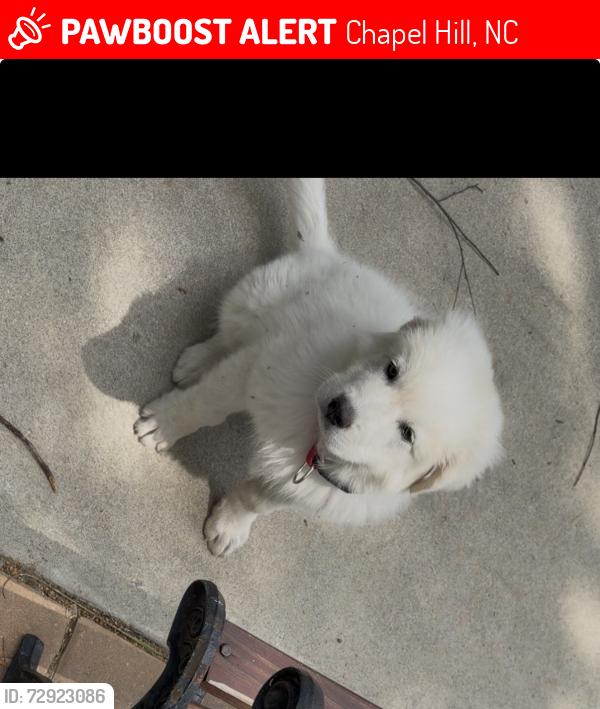 Lost Male Dog last seen Near Highway 54 W , Chapel Hill, NC 27516