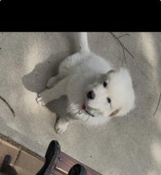 Lost Male Dog last seen Near Highway 54 W , Chapel Hill, NC 27516