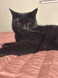 Reunited Male Cat last seen Melbourne way, Citrus Heights, CA 95621