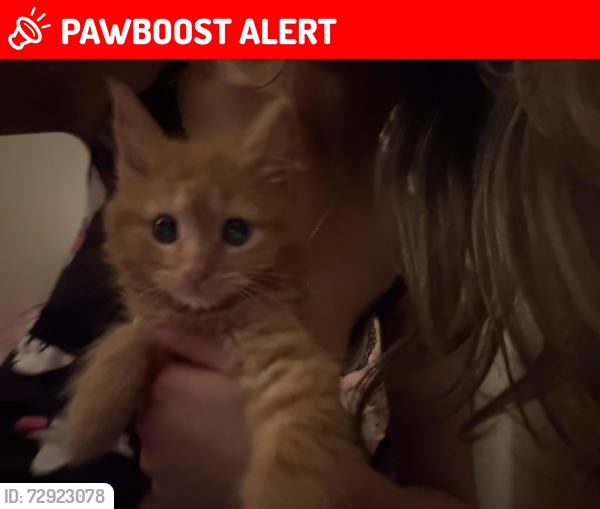 Lost Male Cat last seen North circular road london , Greater London, England 