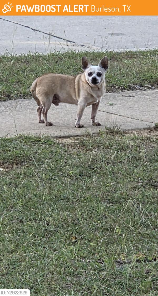 Found/Stray Male Dog last seen Qt on Lakeview dr, Burleson, TX 76028