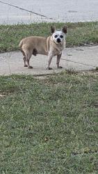 Found/Stray Male Dog last seen Qt on Lakeview dr, Burleson, TX 76028