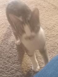 Reunited Female Cat last seen Crown East apts.122nd ave Between Halsey & Glisan , Portland, OR 97230