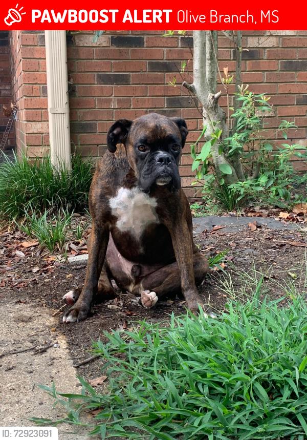 Lost Male Dog last seen Malone and Stateline, Olive Branch, MS 38654