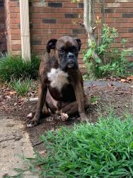 Lost Male Dog last seen Malone and Stateline, Olive Branch, MS 38654